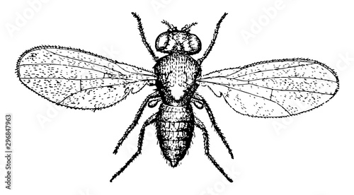 Pomace Fly vintage illustration.