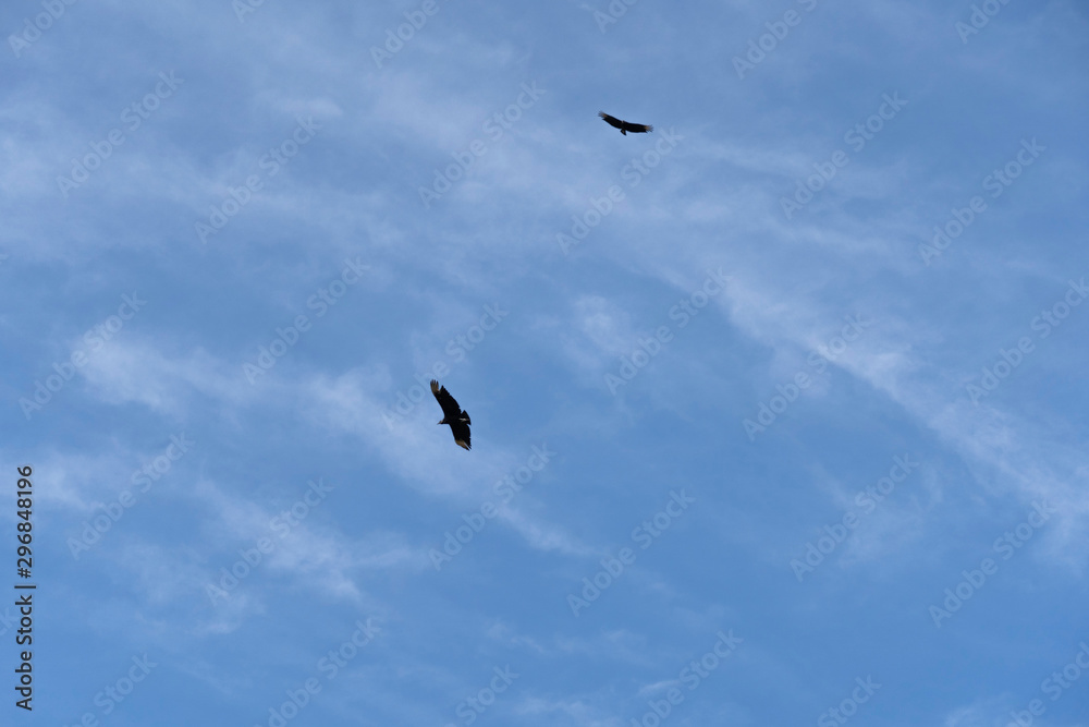 seagull flying in the blue sky seagull flying in the blue sky