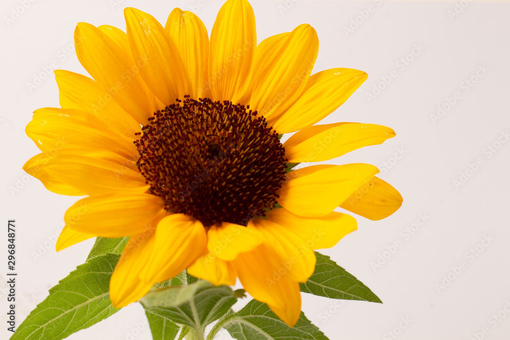 Flower of sunflower isolated on white background. Seeds and oil. Copy Space Flower of sunflower isolated on white background. Seeds and oil. Copy Space