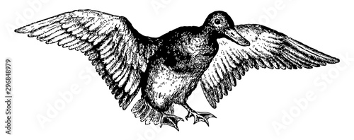 The Red Headed Pochard vintage illustration.