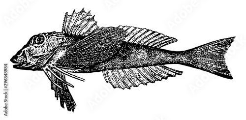 Northern Sea Robin vintage illustration.