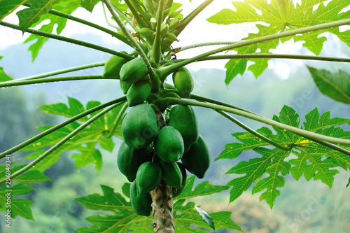 papaya fruits growing on tree