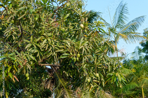 Le manguier et ses fruits en cours de maturation en Guyane française