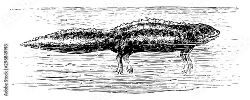 Crested Newt vintage illustration. photo