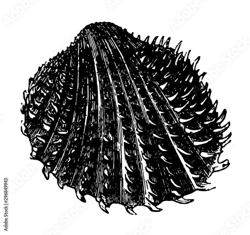 Cardium Aculeatum vintage illustration.