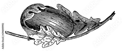 Cocoon of Attacus Yama Mai vintage illustration.