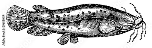 Electric Catfish, vintage illustration.