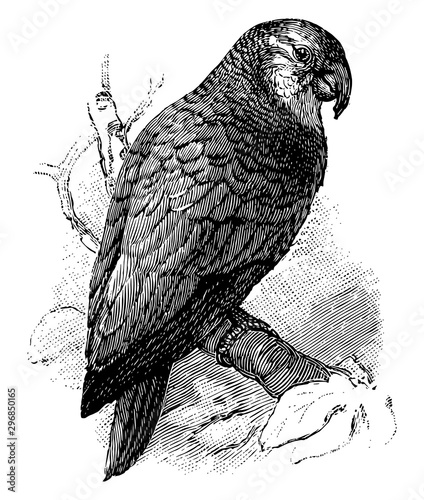 Amazon Parrot vintage illustration.