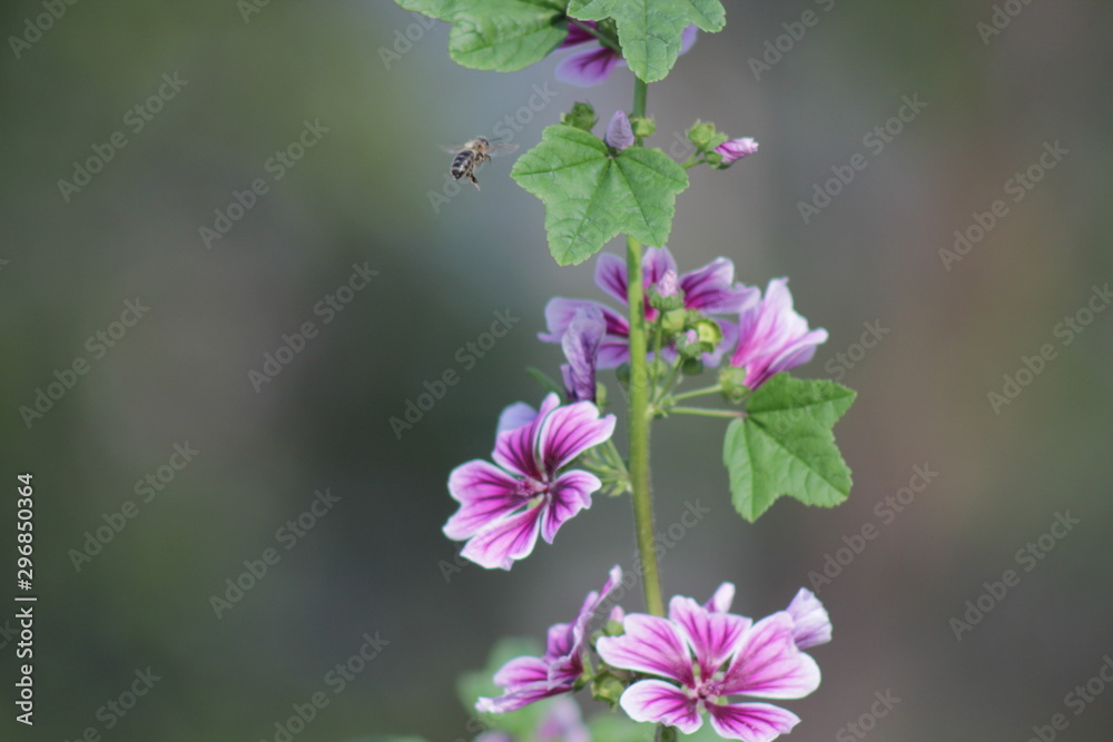 purple flowers on green background purple flowers on green background