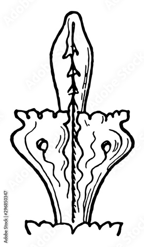 Finial is an ornament generally carved to resemble foliage vintage engraving.