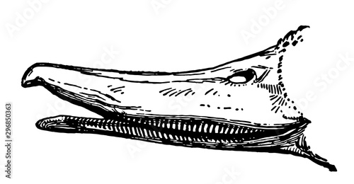 Bill of Gadwall, vintage illustration.