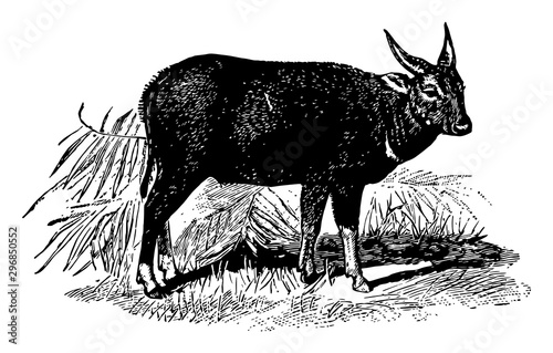 Anoa vintage illustration.