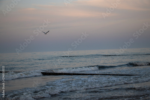 Bird flying on beach and ocean during sunset