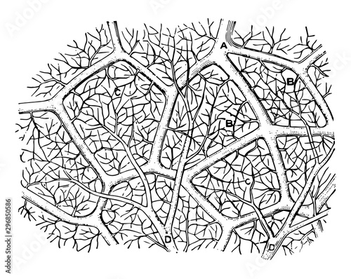 Capillaries of the Air Sac vintage illustration.