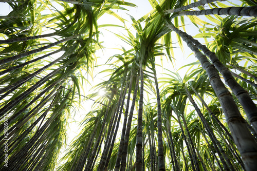 Closeup of sugarcane plants growing at field