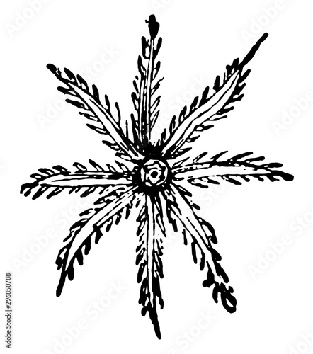 Crown of Delicately Fringed Tentacula of Tubipora Musica vintage illustration.