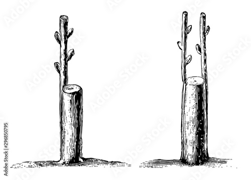 Crown or Rind Grafting vintage illustration.