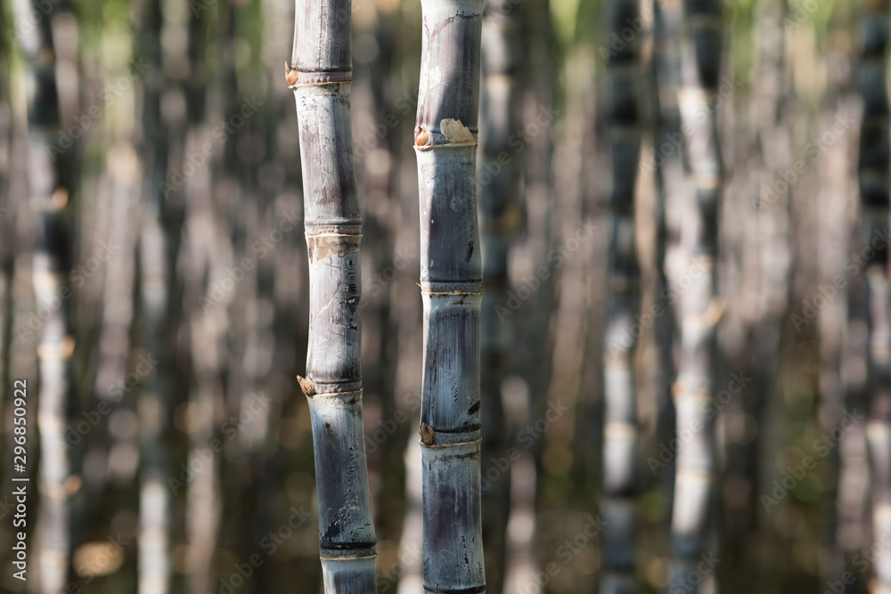 Closeup of sugarcane plants growing at field Closeup of sugarcane plants growing at field