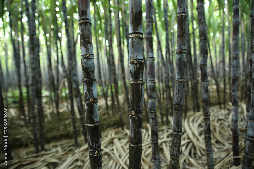 Closeup of sugarcane plants growing at field Closeup of sugarcane plants growing at field