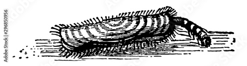 Larva of Woolen Moth Walking vintage illustration.
