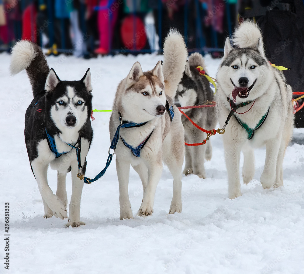 portrait of a husky-drawn on the competition before the start portrait of a husky-drawn on the competition before the start