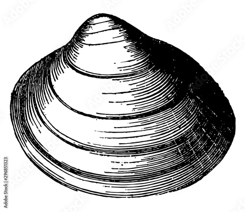 Cardium Groenlandicum vintage illustration.
