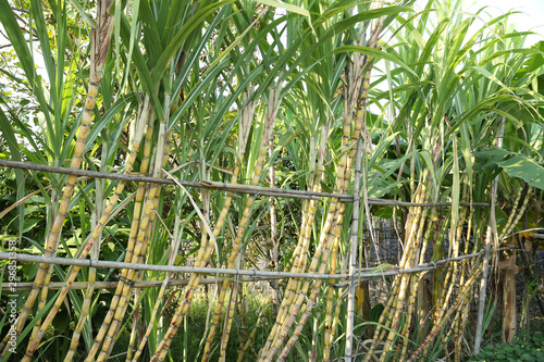 Closeup of sugarcane plants growing at field