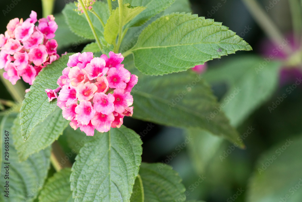 Lantana camara plant blossom. It consists of three different colors. Lantana camara plant blossom. It consists of three different colors.
