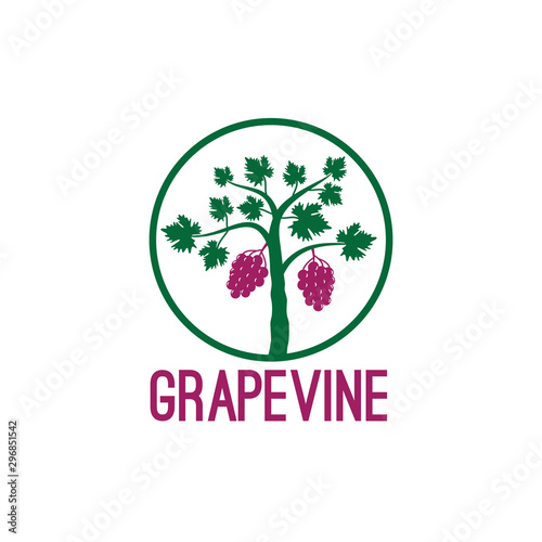 grape vine fruit plant inside circle vector logo design illustration