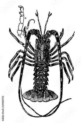 Palinurus Vulgaris vintage illustration.
