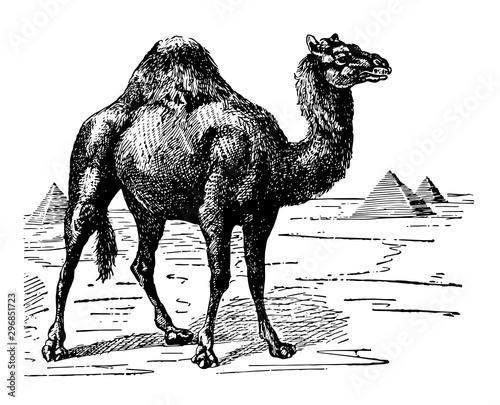 Dromedary Camel vintage illustration.
