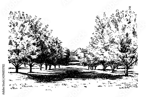 Photo California Apple Orchard, vintage illustration.