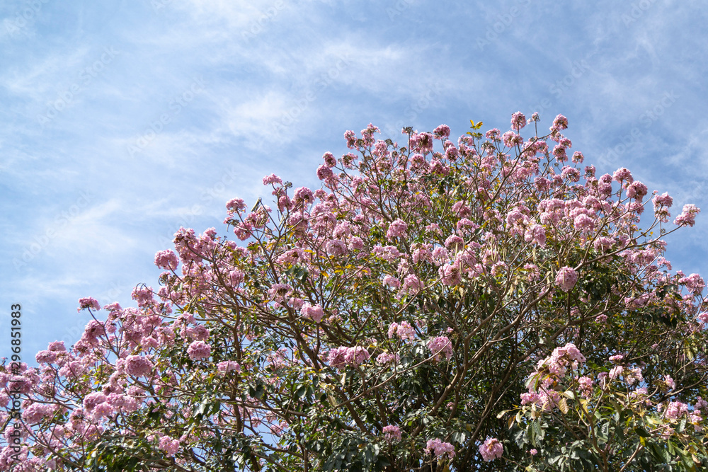 pink flowers on background of blue sky pink flowers on background of blue sky