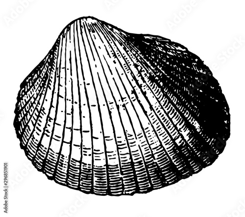 Cardium Edulis vintage illustration.