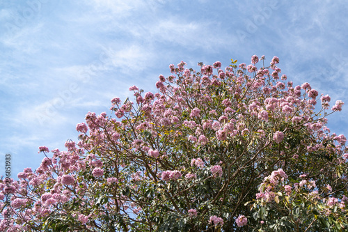 pink flowers on background of blue sky