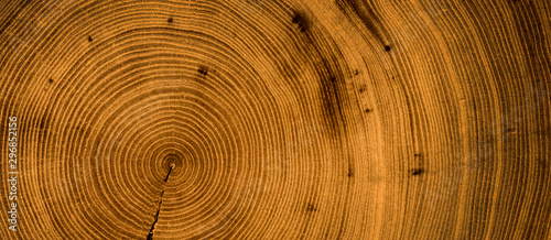 Detailed warm dark brown and orange tones of a felled tree trunk or stump. Rough organic texture of tree rings with close up of end grain.