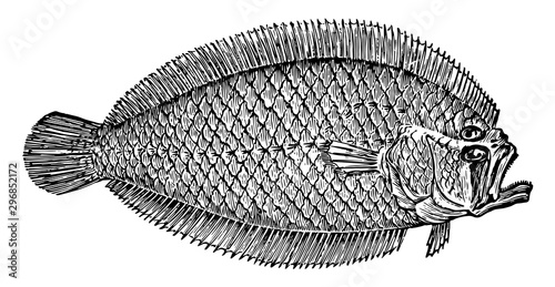 Lefteye Flounder vintage illustration.