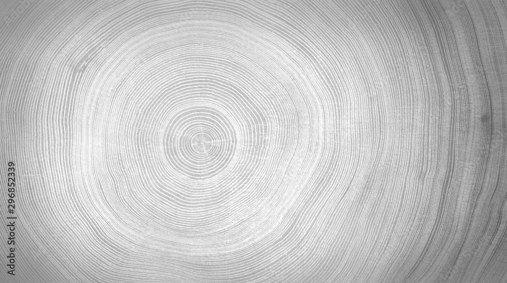 Black and white cut wood texture. Detailed black and white texture of a felled tree trunk or stump. Rough organic tree rings with close up of end grain. Black and white cut wood texture. Detailed black and white texture of a felled tree trunk or stump. Rough organic tree rings with close up of end grain.