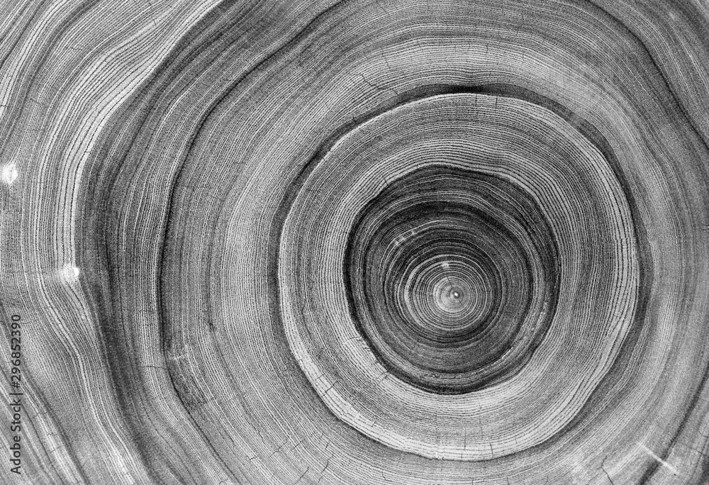 Black and white cut wood texture. Detailed black and white texture of a felled tree trunk or stump. Rough organic tree rings with close up of end grain. - obrazy, fototapety, plakaty 