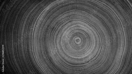 Black and white cut wood texture. Detailed black and white texture of a felled tree trunk or stump. Rough organic tree rings with close up of end grain.