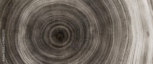 Panel kuchenny z motywem Warm gray cut wood texture. Detailed black and white texture of a felled tree trunk or stump. Rough organic tree rings with close up of end grain.