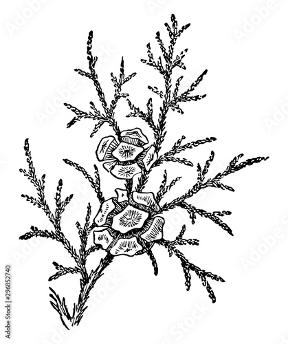 Cypress Leaves and Cones vintage illustration.