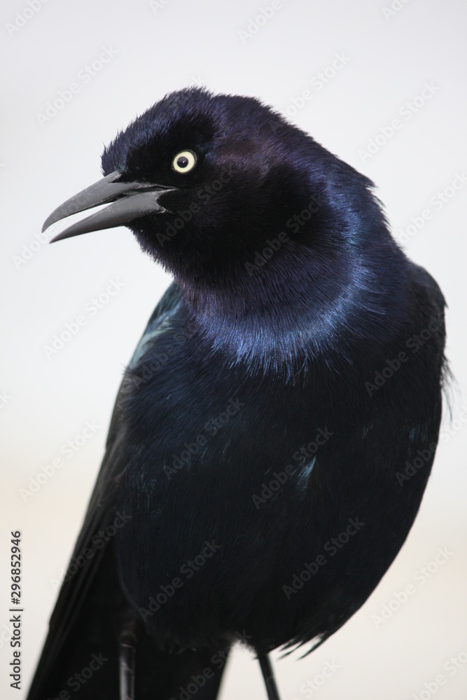 Fototapeta premium male grackle profile mouth open