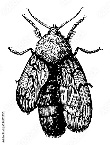 Moth Whose Wings are Developing vintage illustration.