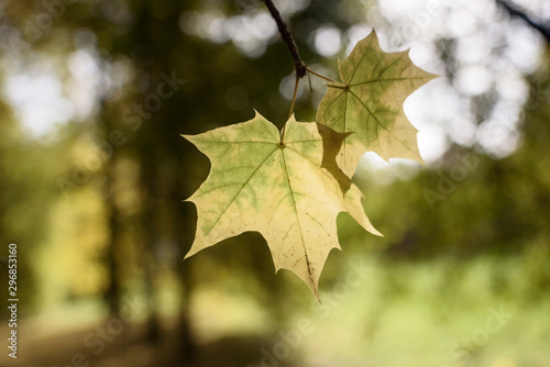 Yellow maple leaves with blurred natural background