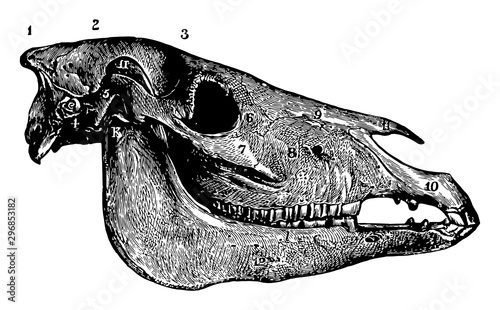 Lateral Aspect of Horse Skull vintage illustration.