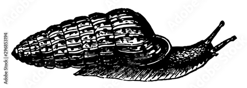 Pupa Uva vintage illustration.