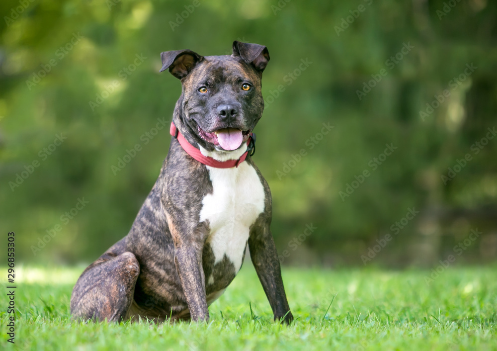 A brindle and white Pit Bull Terrier mixed breed dog sitting outdoors with a happy expression
