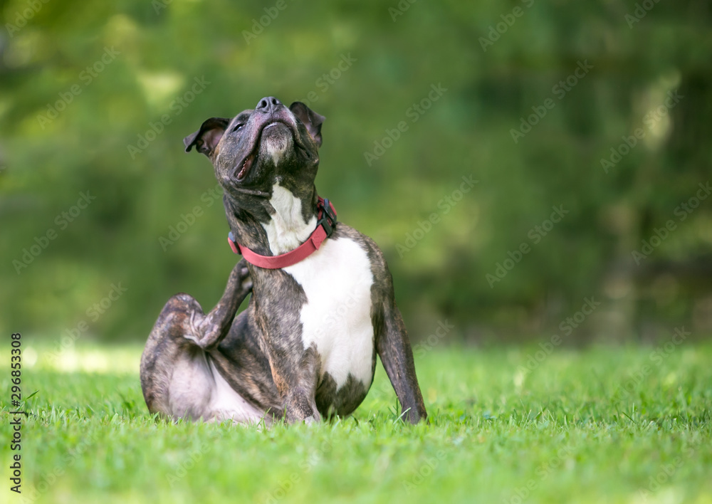A and Pit Bull Terrier mixed breed dog sitting outdoors and its collar Stock-foto | Adobe Stock