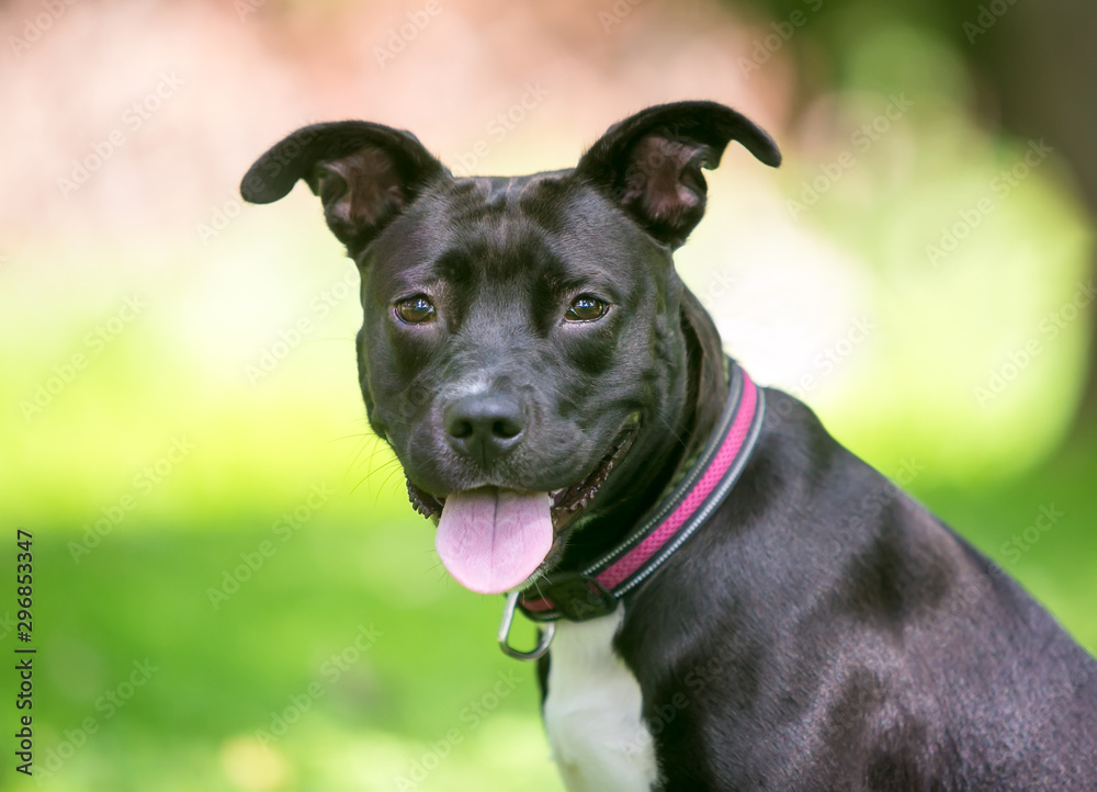 A black and white Pit Bull Terrier mixed breed dog with floppy ears and a happy expression